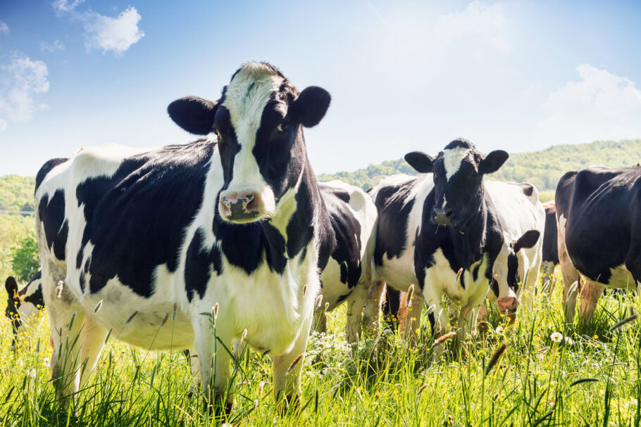 Ainda não se sabe todos os riscos que da influenza D nos bovinos