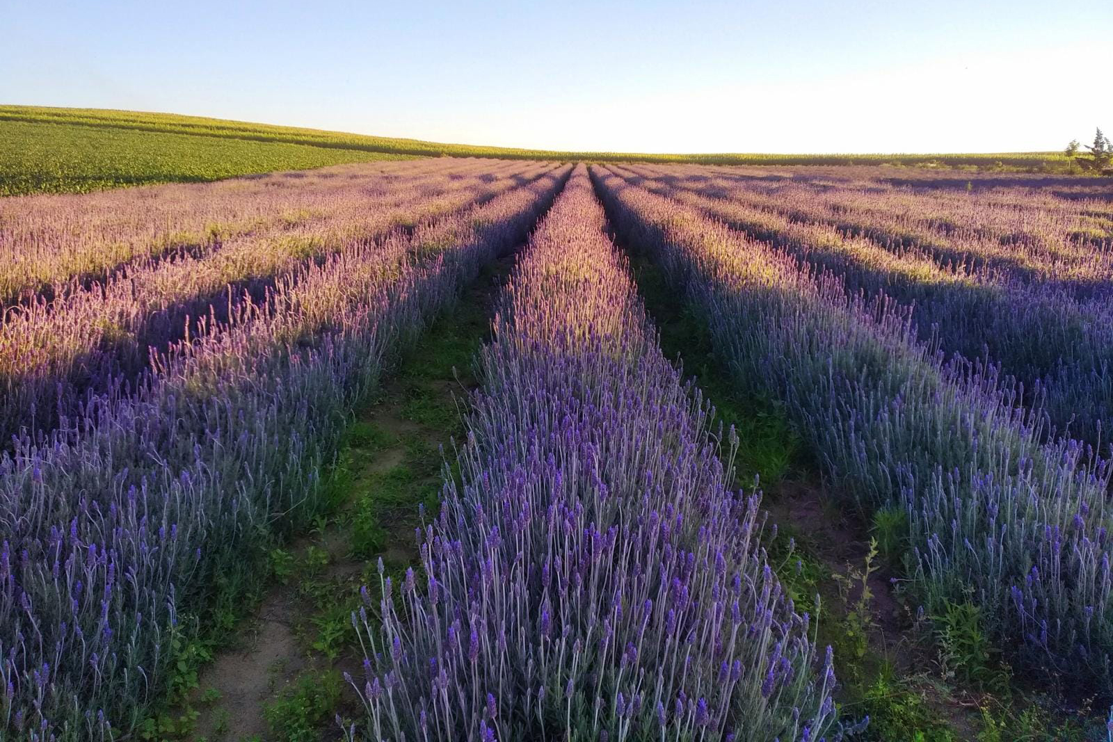 A beleza dos campos de lavanda entra no roteiro turístico do Paraná