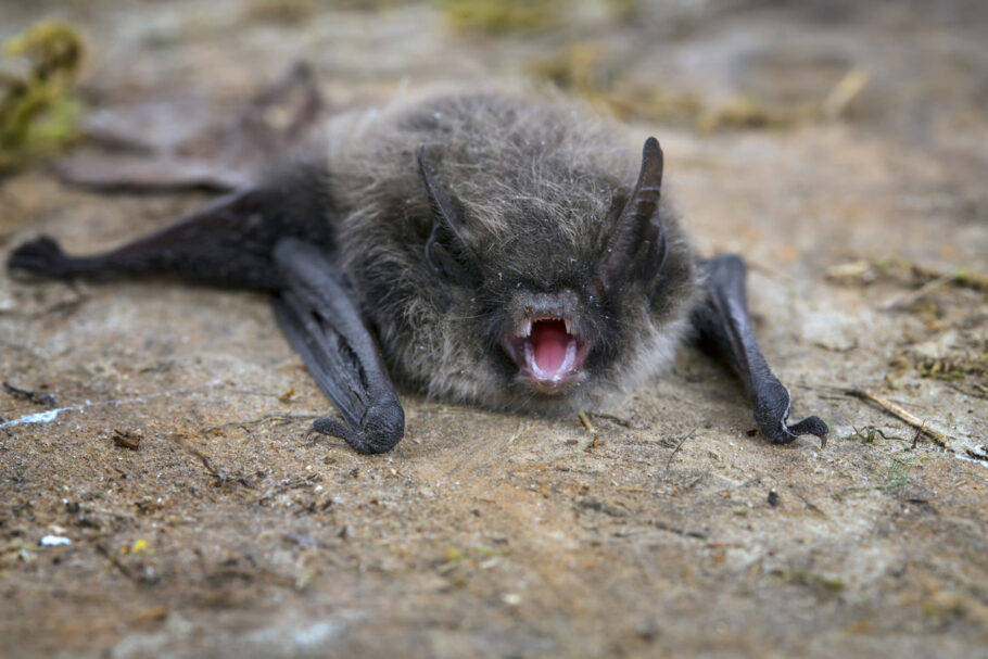  Nos casos de Minas Gerais, a raiva humana foi causada por mordedura de morcegos contaminados