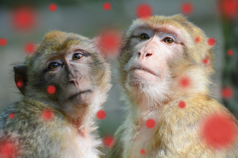  O vírus foi descoberto pela primeira vez em macacos de laboratório mantidos para pesquisa