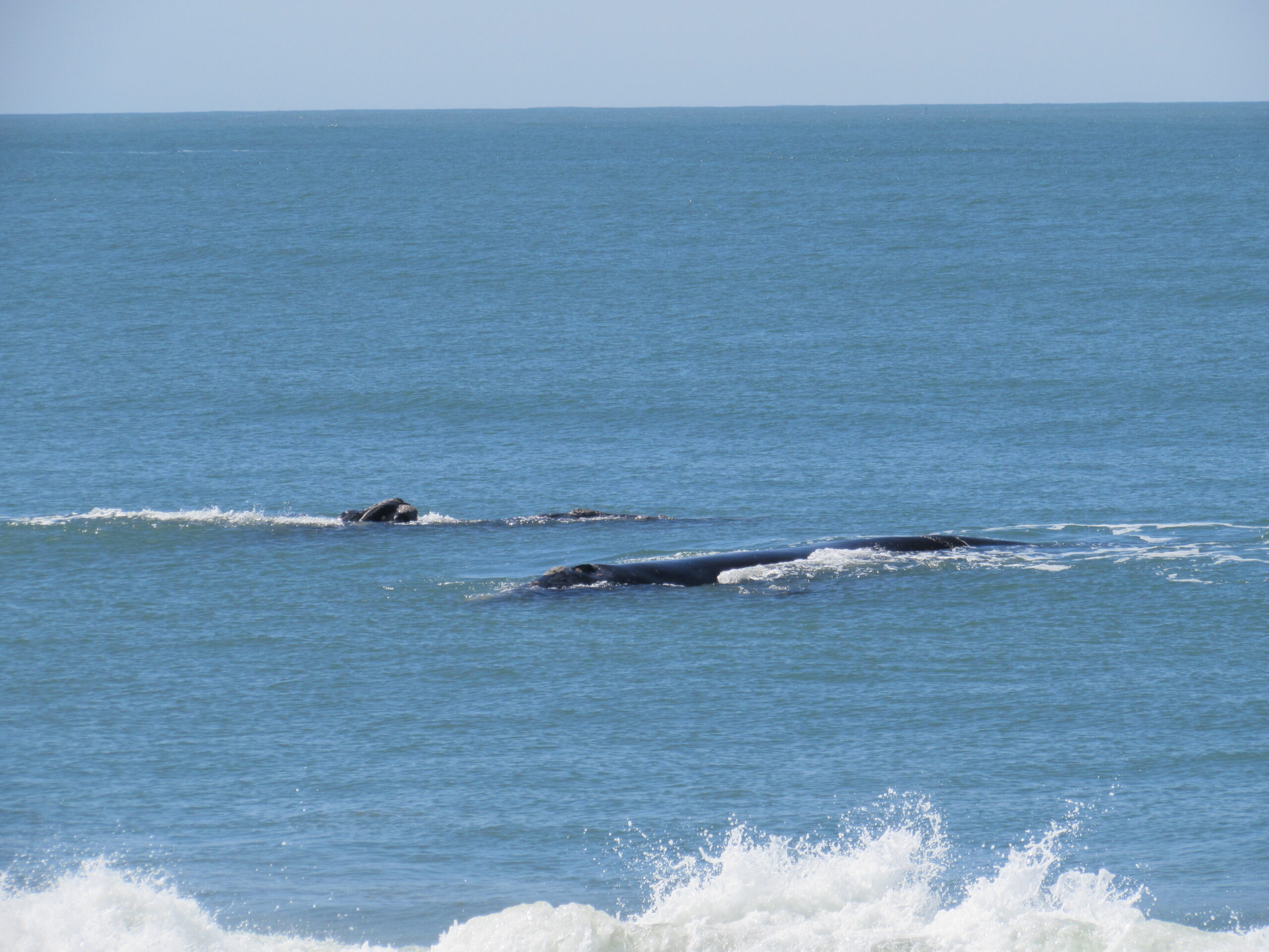 Família de baleias-francas no litoral sul de Santa Catarina