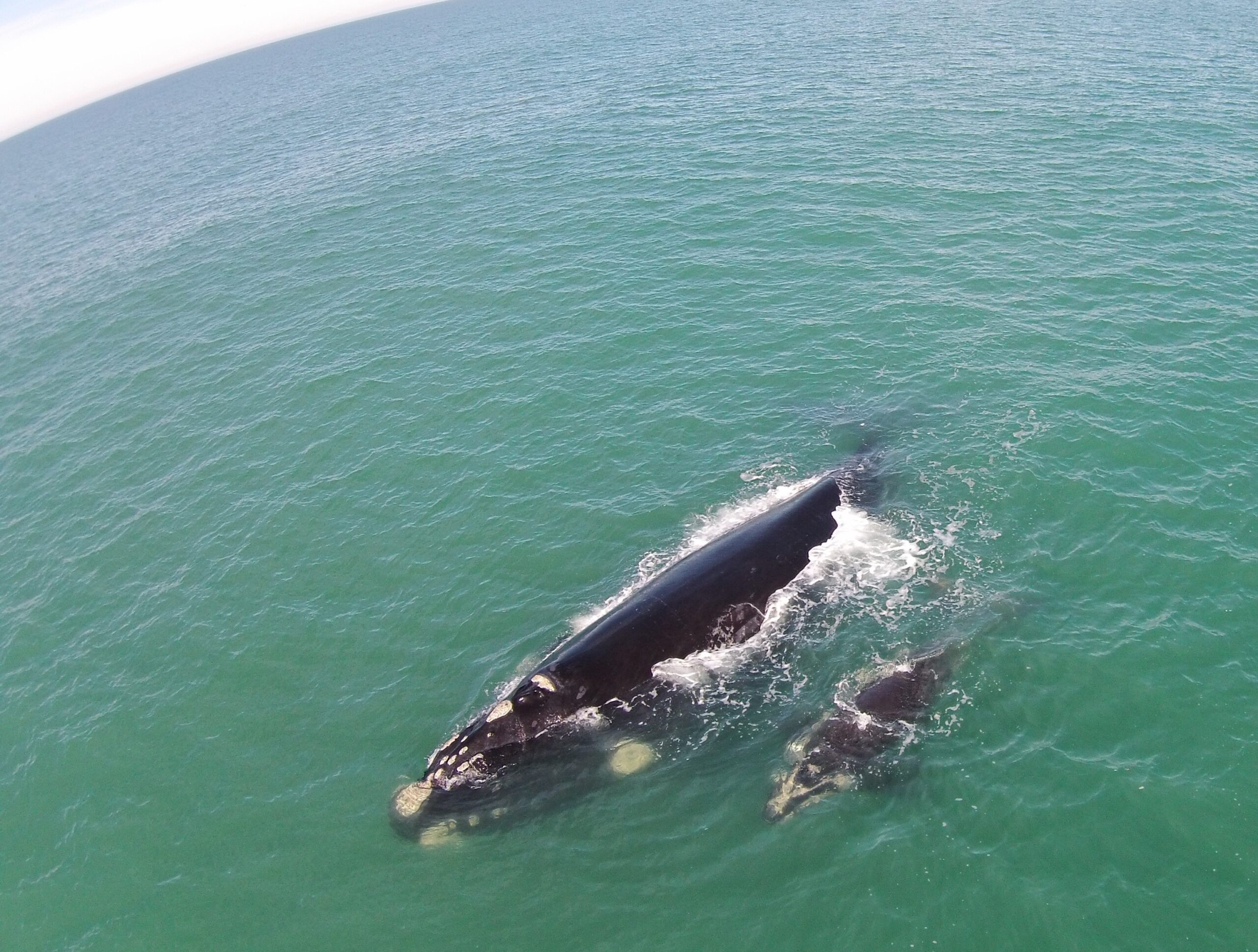 Mãe e filhote de baleia-franca nadam em praia do litoral sul de SC