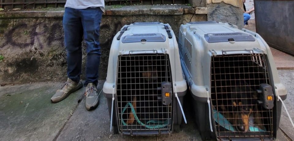 Cães de Margarida Bonetti, a “mulher da casa abandonada”, foram resgatados