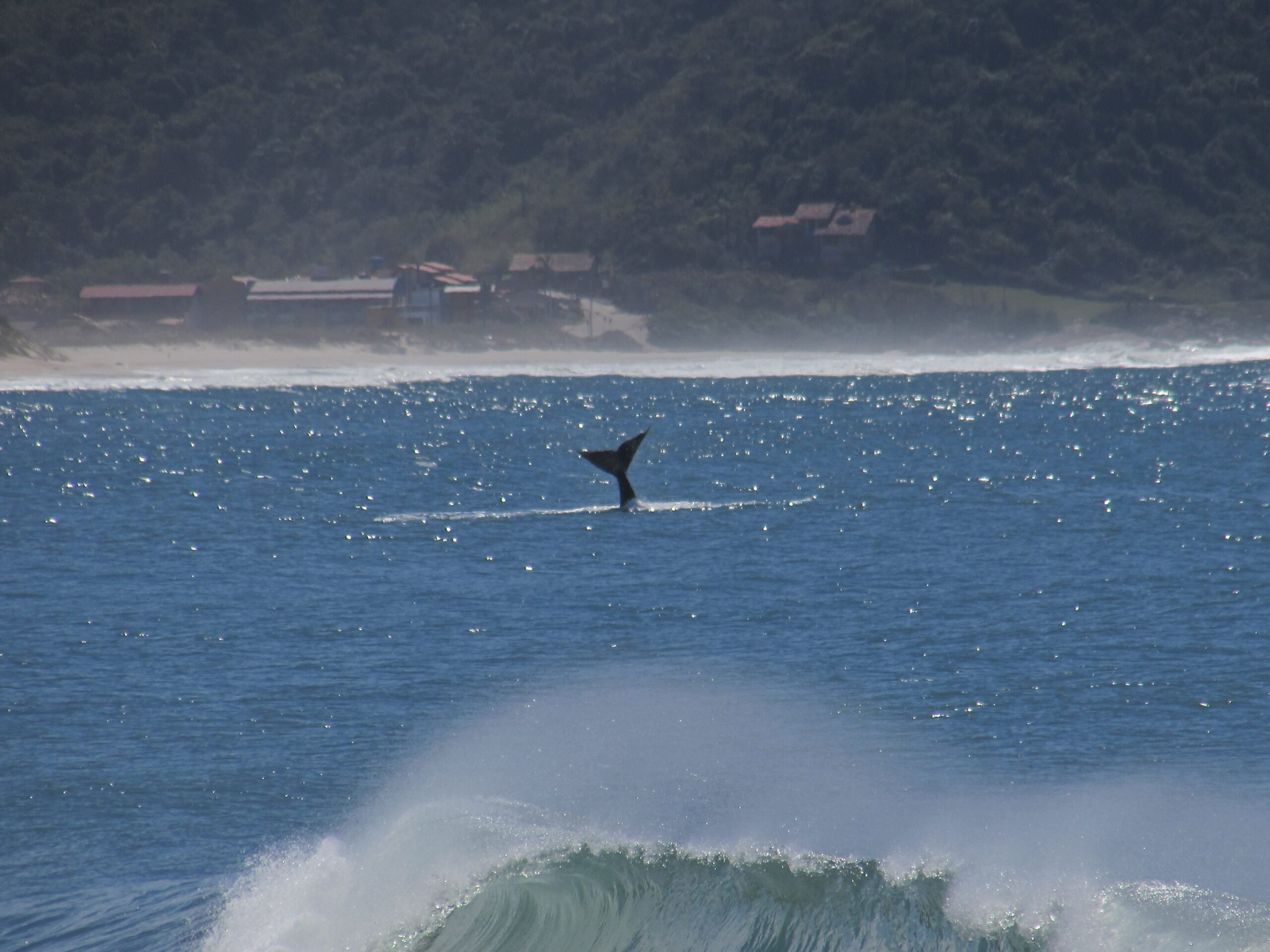 Baleia-franca vista no litoral sul de Santa Catarina