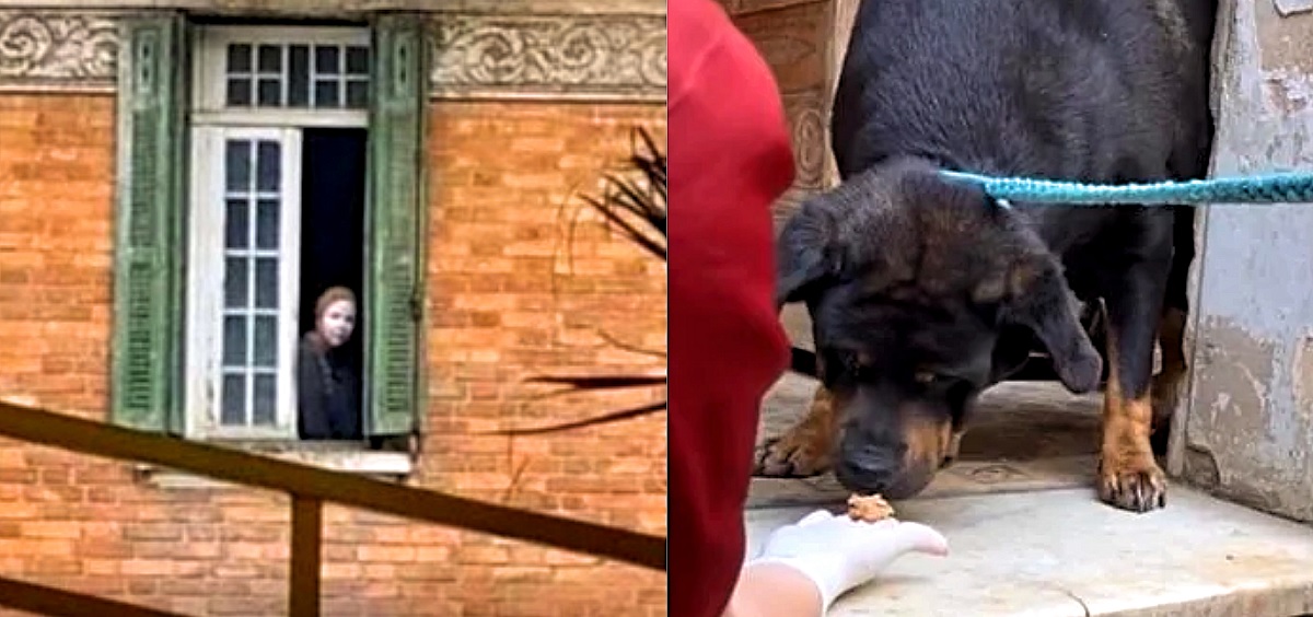 'Mulher da Casa Abandonada' pediu a devolução dos cães resgatados