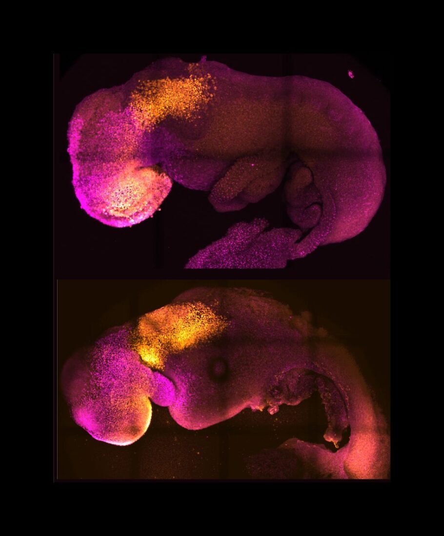 Pesquisadores criam embrião sintético sem uso de óvulos ou espermatozoide