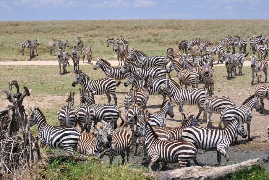 Serengeti National Park está entre os Patrimônios da Unesco visitados nesta volta ao mundo
