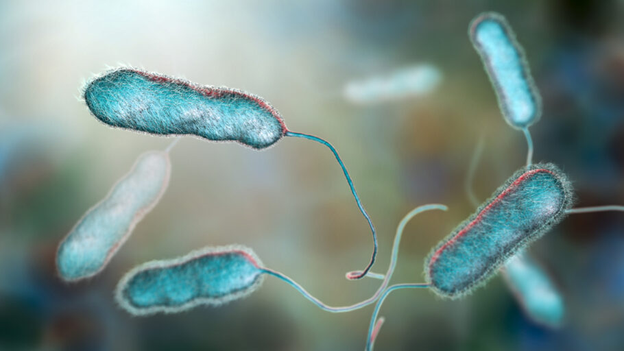 bactéria Legionella 