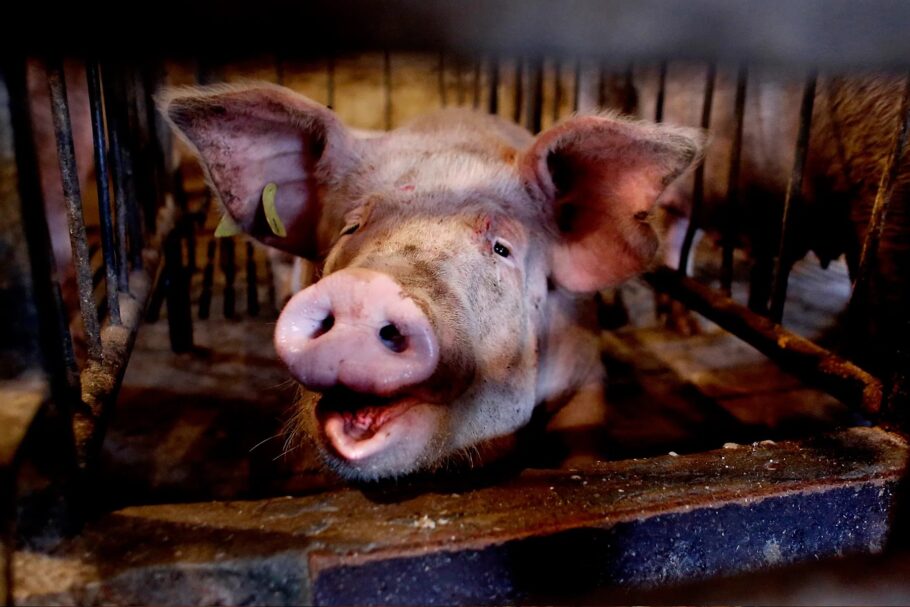 A indústria suína no Brasil precisa ter como prioridade um tratamento sem violência aos animais
