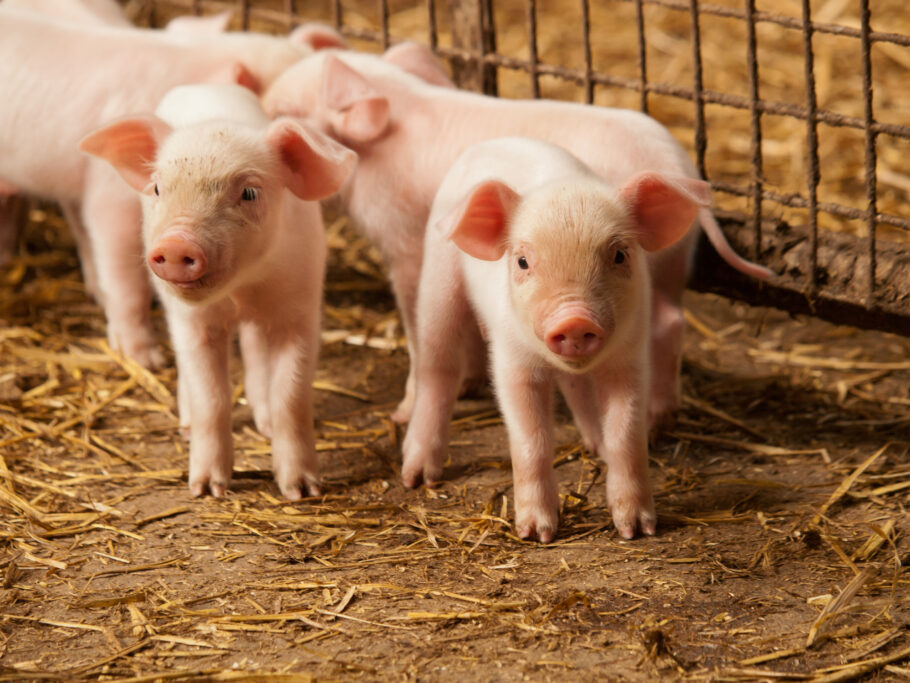 Você pode acompanhar as boas práticas em relação ao bem-estar dos animais na plataforma Porcos em Foco