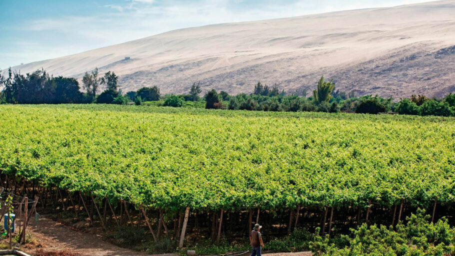  Vinhedos para produção de pisco na região de Tacna, no Peru