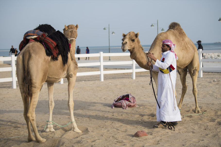 O MERS é um vírus encontrado no camelo, por isso a doença leva o nome de ‘doença do camelo’