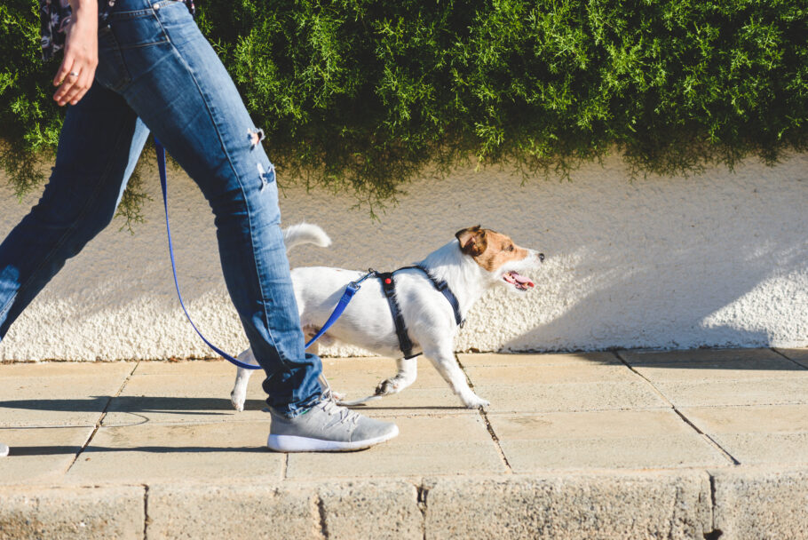 Que tal aproveitar o momento de passear com seu pet para colocar o seu corpo em movimento?