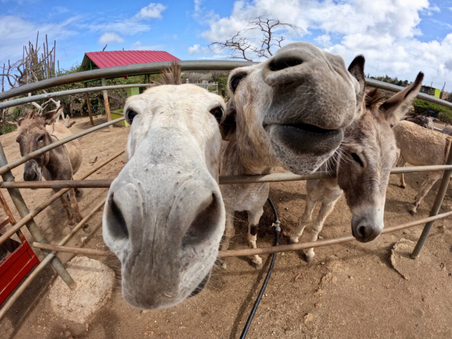 Donkey Sanctuary, em Aruba, salva burros abandonados