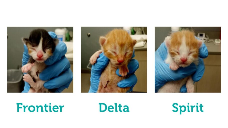 Filhotes que ganharam nomes de companhias aéreas americanas; empresa dará passagens para quem adotar os gatinhos