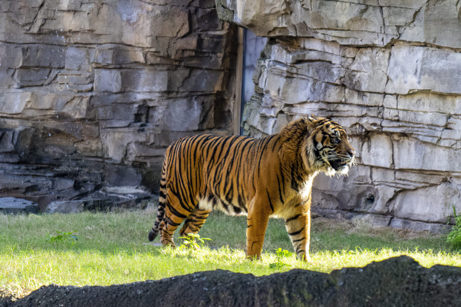 Bandar, tigre-de-sumatra ameaçado de extinção no Busch Gardens