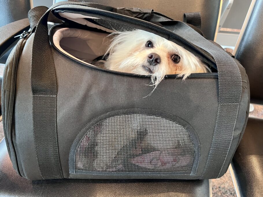 Guia de Viagem Pet Friendly tem treinamento para acostumar o animal na caixa de transporte