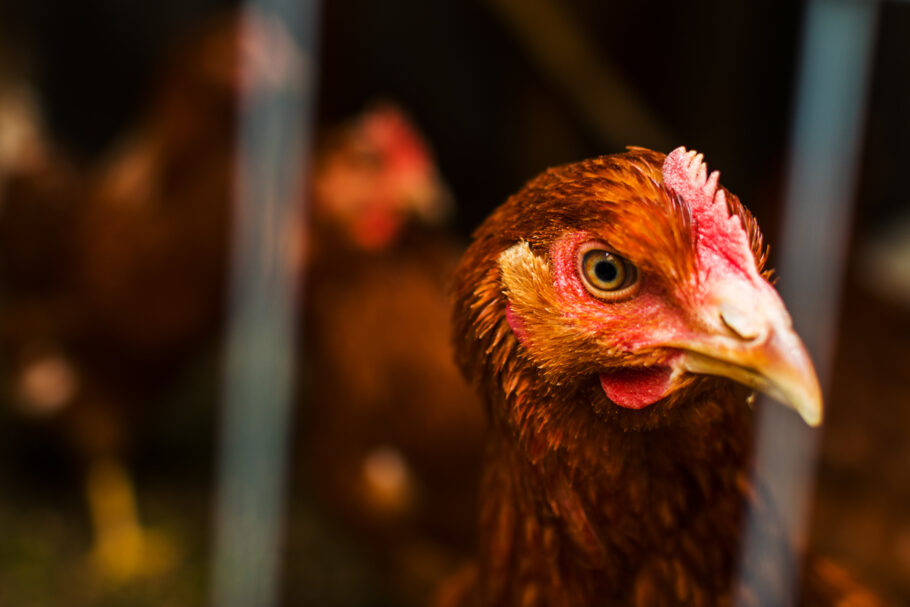 OMS alerta para possível pandemia de gripe aviária em humanos