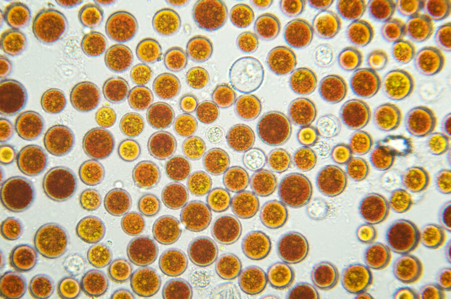 Algas Haematococcus pluvialis