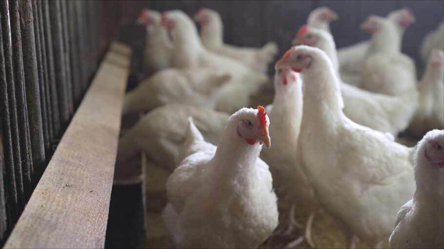 OMS acende alerta após dois casos de gripe aviária em humanos