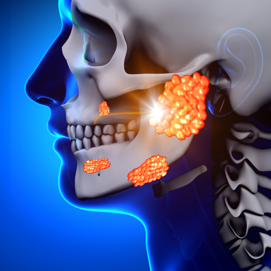 As glândulas salivares secretam a saliva, que atua na digestão e protege as mucosas