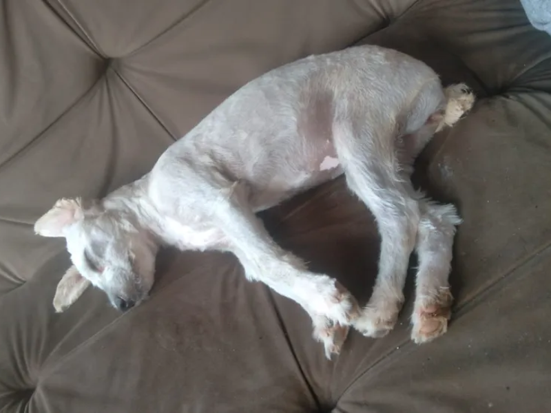 Cachorra, de 7 meses, foi encontrada dentro de um sofá