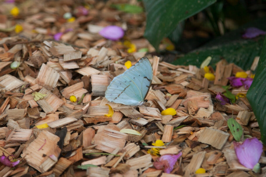 As borboletas do gênero Morpho são abundância no Parque das Neblinas