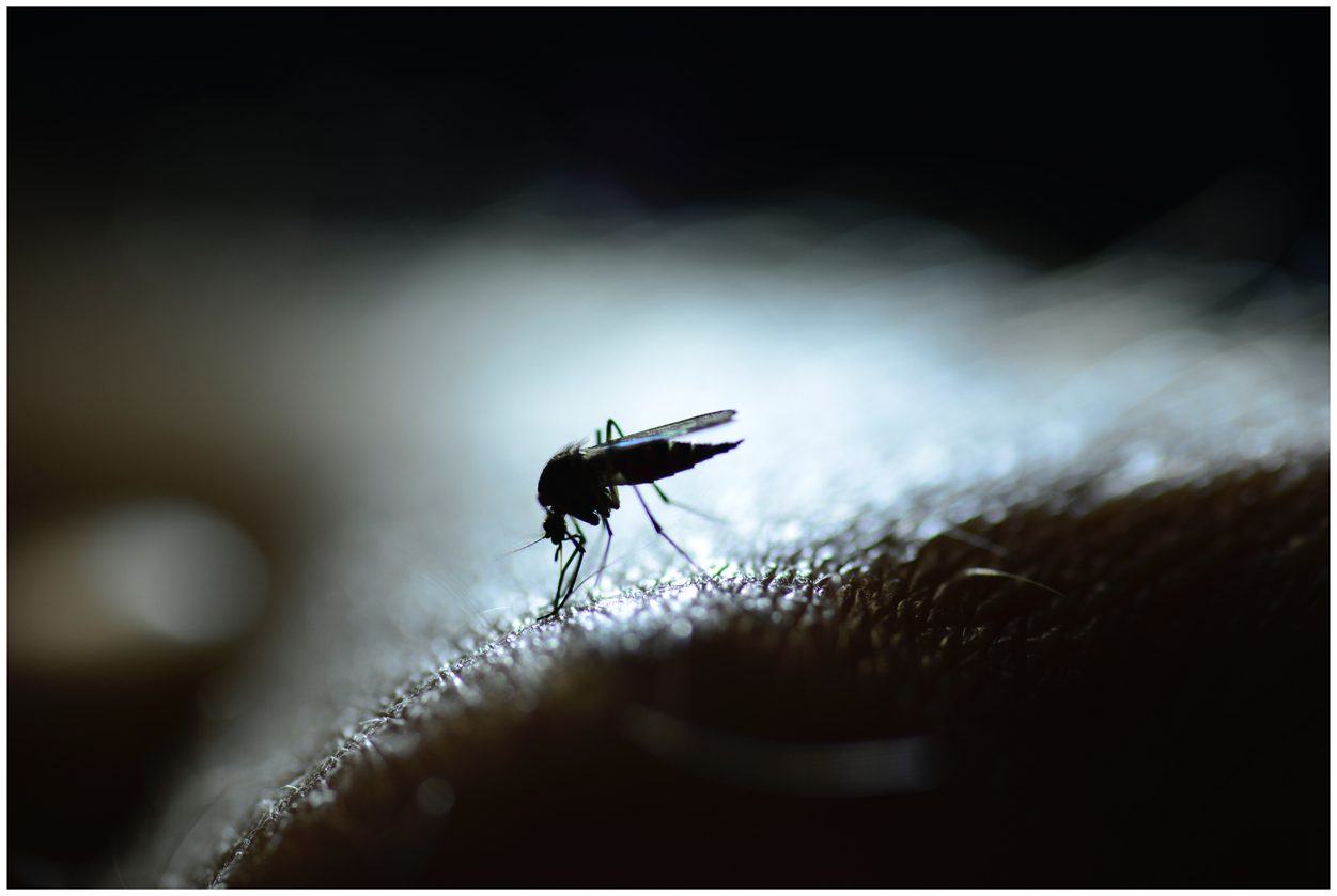 Febasgo, Ministério da Saúde e Opas lançam manual sobre dengue para gestantes