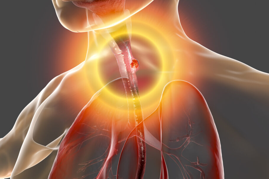 O esôfago é um tubo oco, que fica entre a traqueia e a coluna vertebral e que conecta a garganta ao estômago