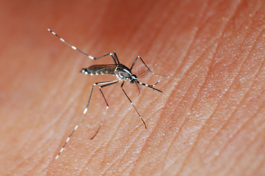 Fiocruz alerta para ressurgimento do sorotipo da dengue
