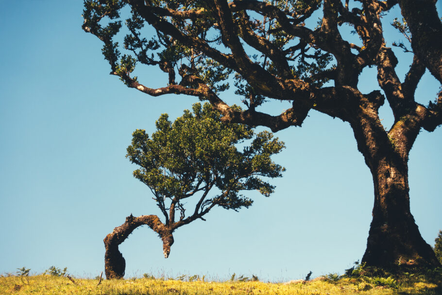 A mágica floresta de fanais da Ilha da Madeira tem árvores de 500 anos