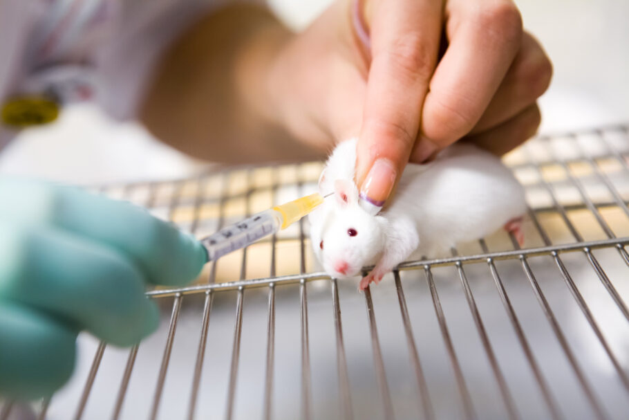 Nova técnica cura câncer de mama em ratos em duas semanas
