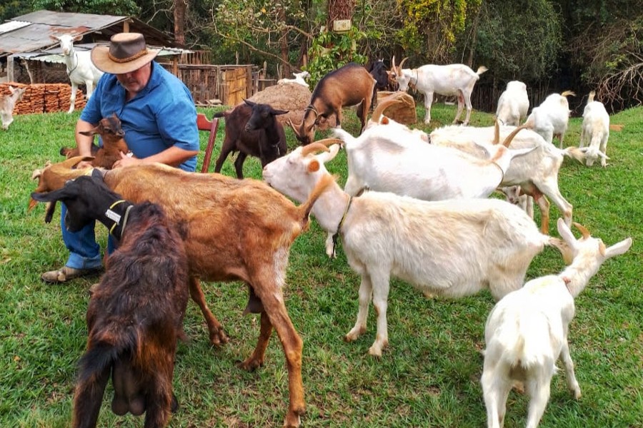 No Aprisco Chèvremón, as 85 cabras de Ramón têm nome próprio e muita personalidade