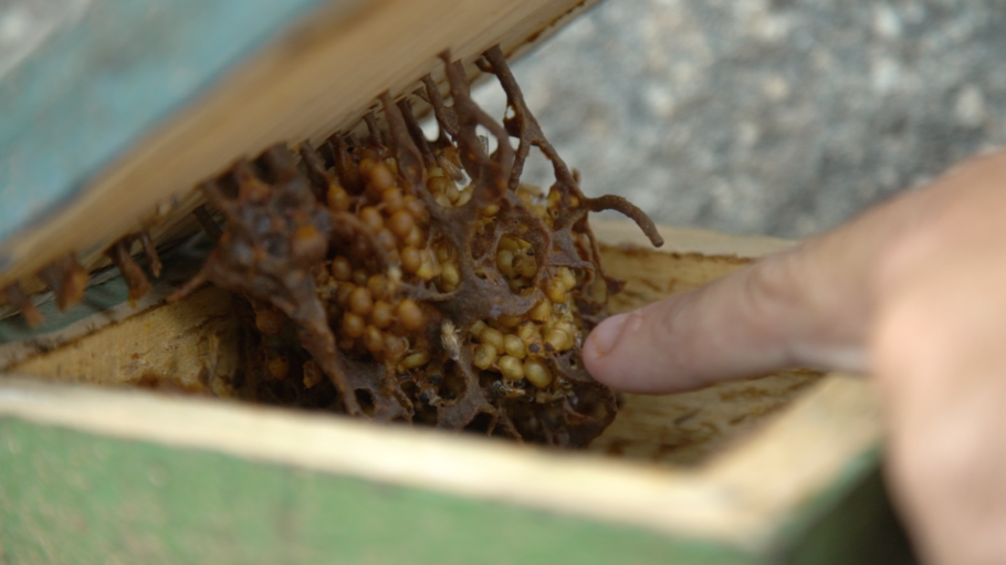 Durante a vivência no Sítio Fotossíntese, os visitantes conhecem um pouco sobre o universo das abelhas sem ferrão