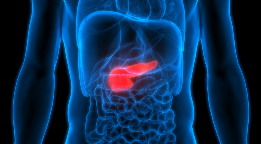 O pâncreas é uma glândula de 15 a 25 cm de extensão localizada no abdômen, atrás do estômago