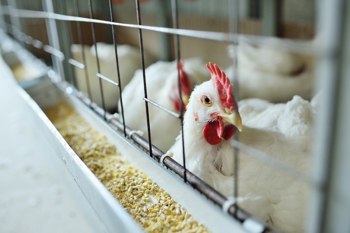 Brasil decreta estado de emergência para gripe aviária; entenda
