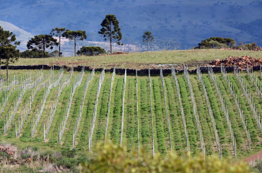 Parreirais da vinícola Villaggio Bassetti, na Serra Catarinense