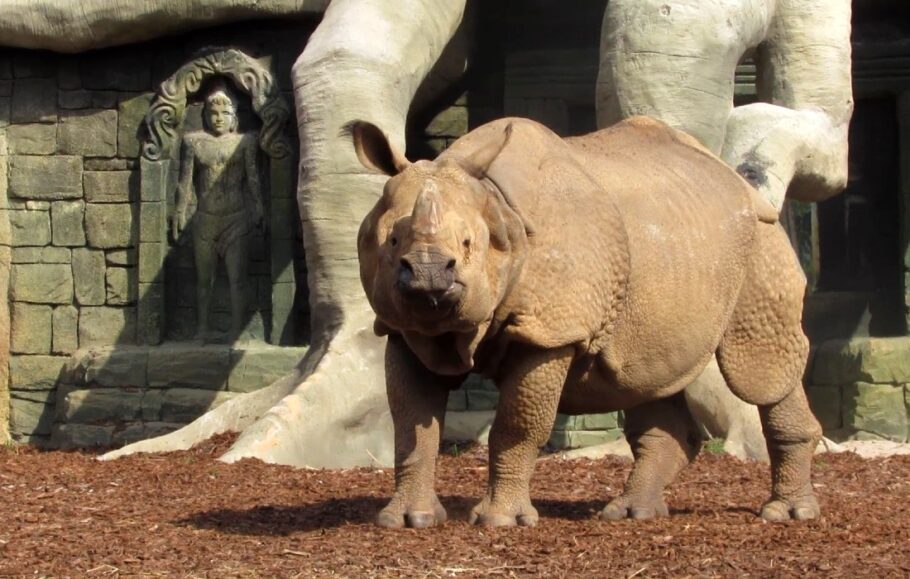Animália Park é o único a ter rinocerontes indianos no Brasil
