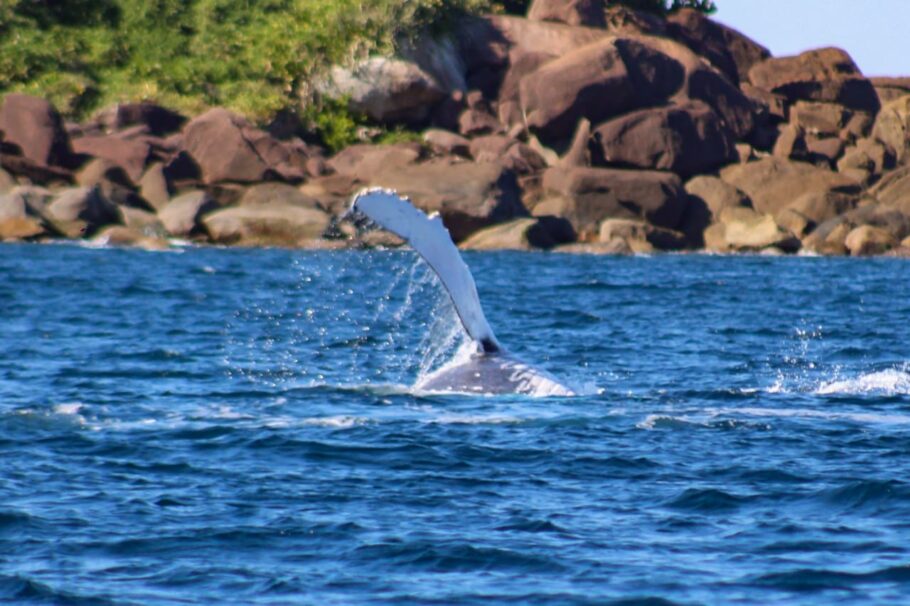 Litoral norte de SP é um dos principais destinos de observação de baleias no país