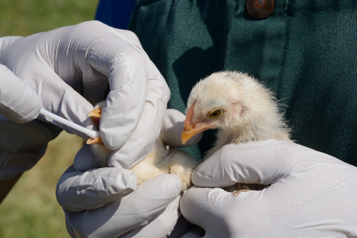 Governo confirma mais um caso de gripe aviária no país