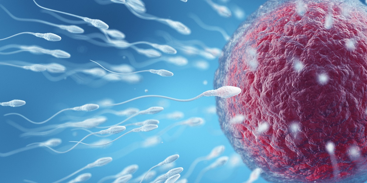 Cientistas criam IA que escolhe os melhores espermatozoides