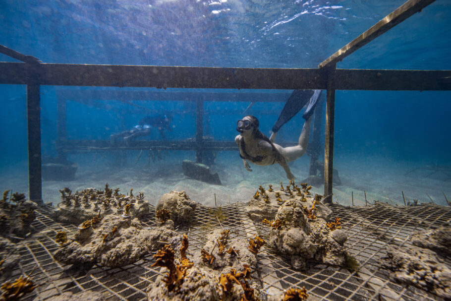 Turista observa berçário de corais em Porto de Galinhas (PE)