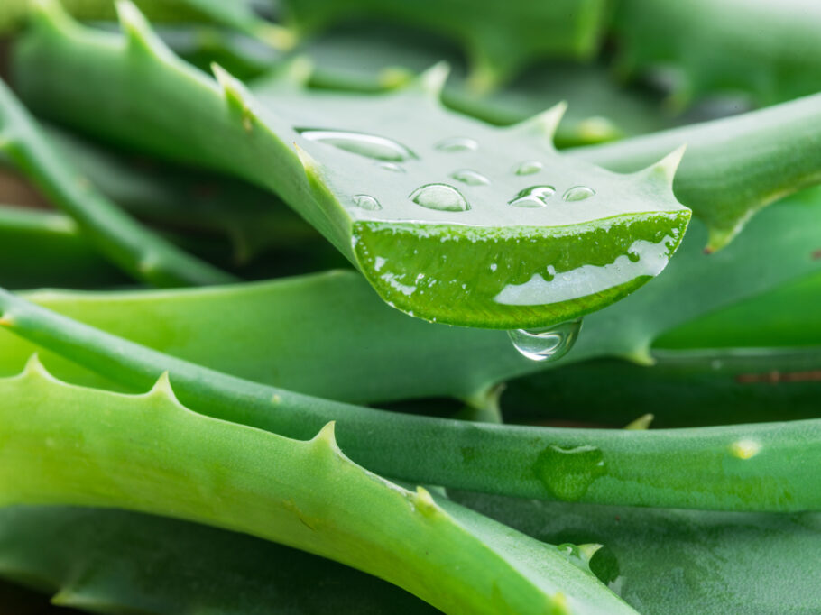 Aloe vera, mais conhecida popularmente por babosa, é uma espécie de planta suculenta do gênero Aloe