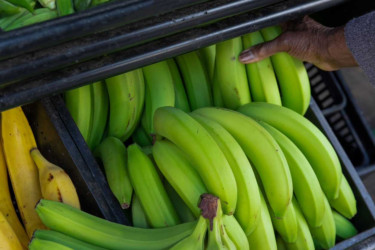 Banana verde possui compostos que cumprem ações antioxidante e anti-inflamatória responsáveis por prevenir o câncer – iStock/Getty Images