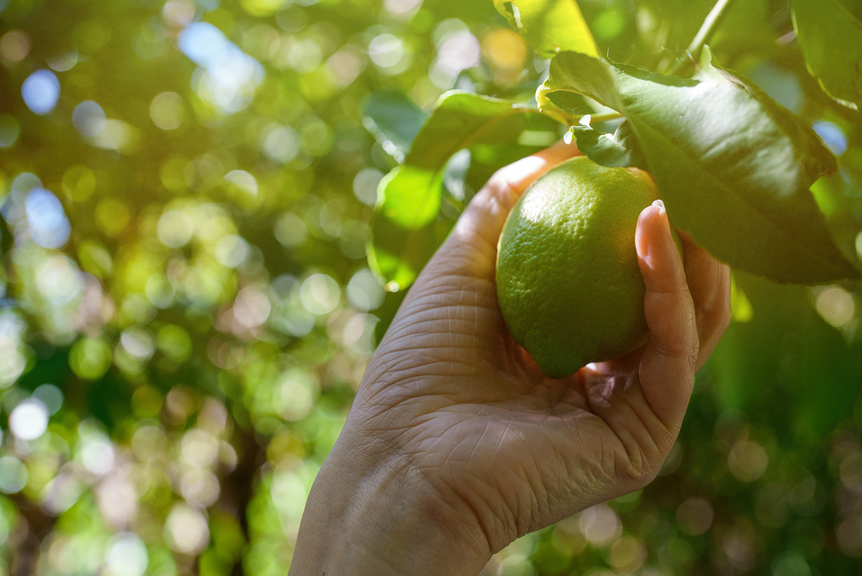 Efeitos de substância presente na casca do limão faz com que o corpo absorva menos gordura- iStock/Getty Images