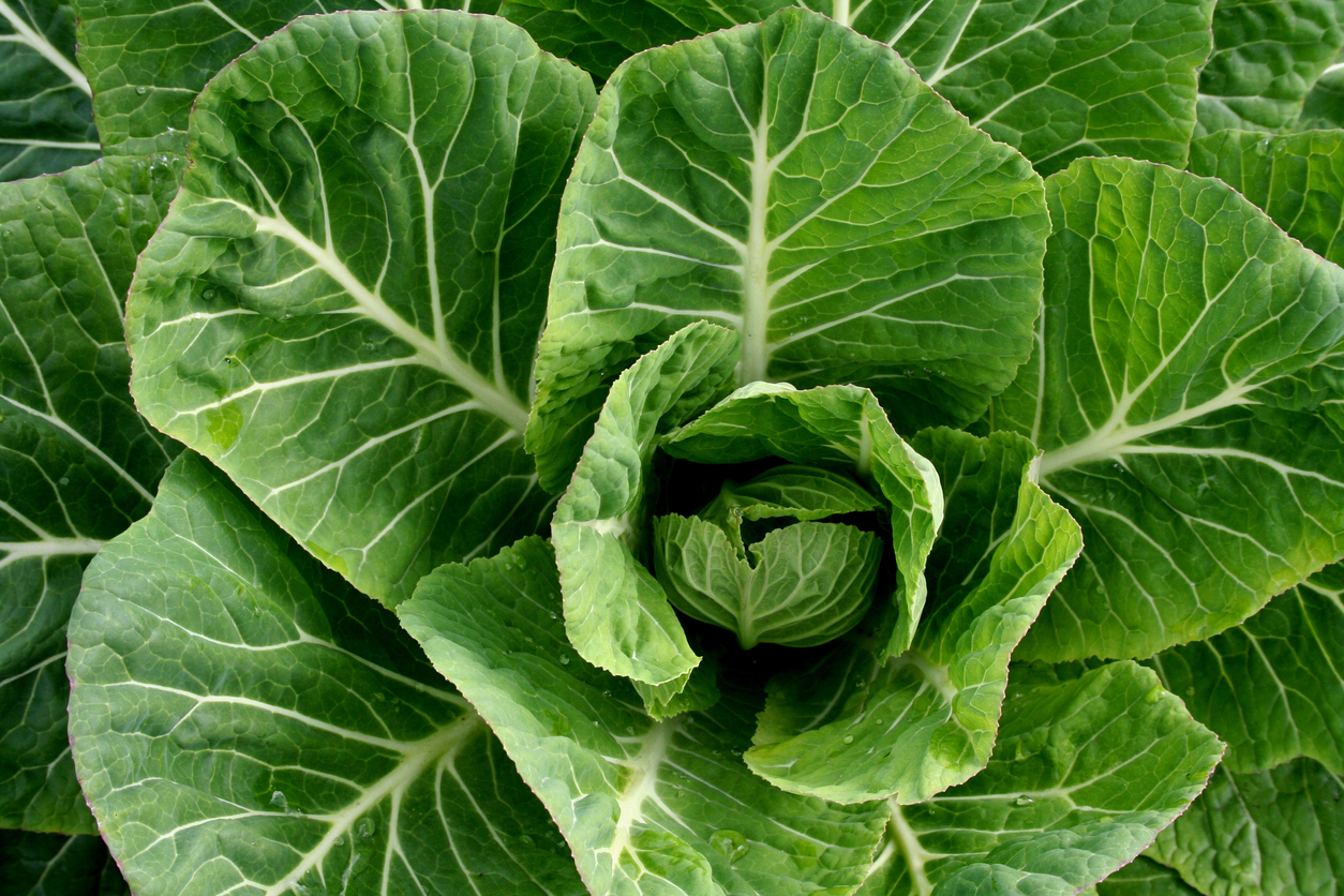 Vegetais verde-escuros, como espinafre, couve, rúcula, agrião são uma abundante fonte do nutriente – iStock/Getty Images