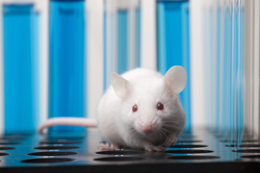 Em estudo com ratos, pesquisadores observaram redução do açúcar no sangue com suplementação de cogumelo branco em pó