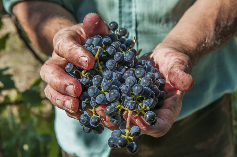 O efeito benéfico da uva é graças aos antioxidantes