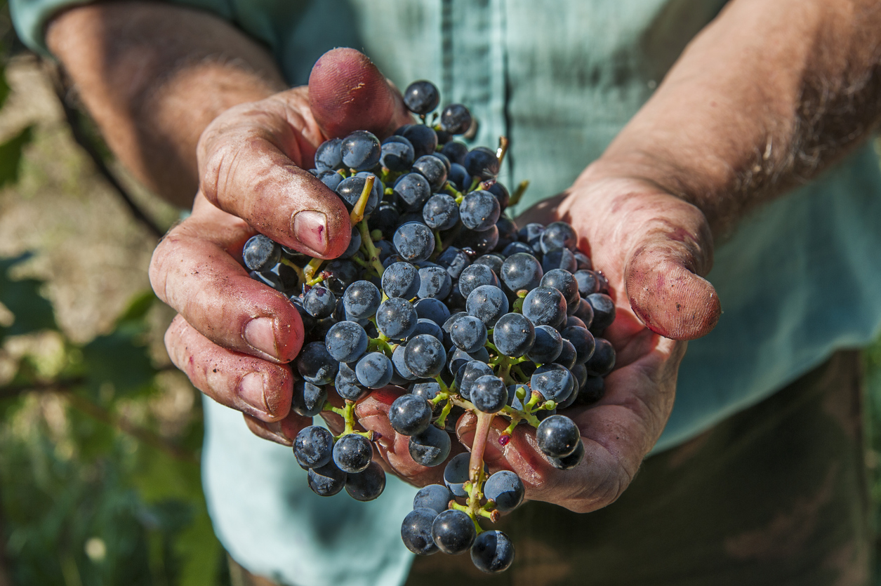 Estudo indica que uva pode ser benéfico para a visão