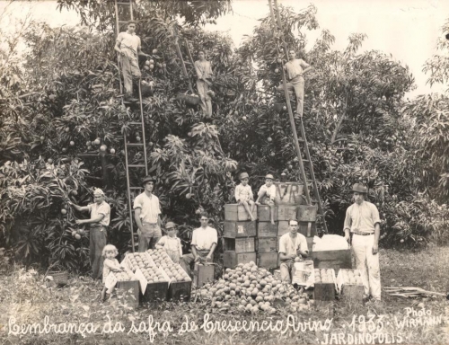 Os primeiros produtores de mangas de Jardinópolis